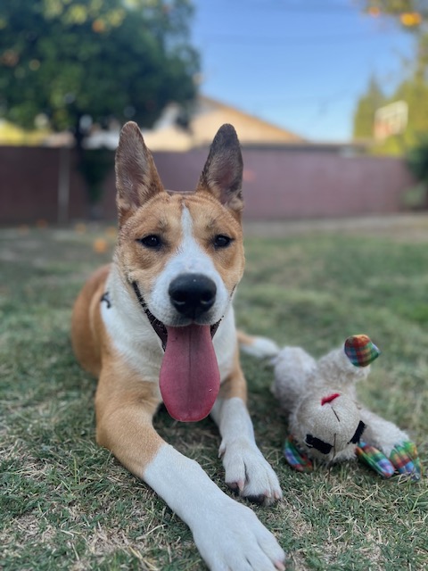 Churro
