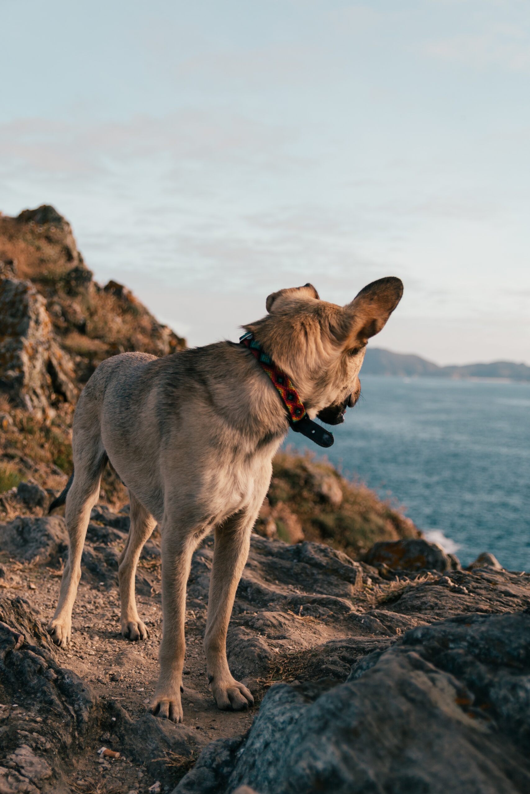 Dog on a rocky beach near Hawaiian Gardens, CA